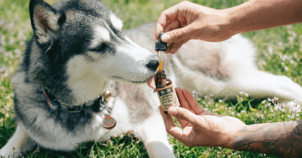 CBD oil for dogs