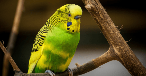 Budgerigar