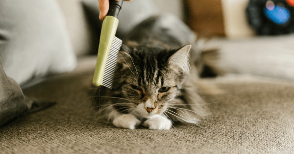 Cat Grooming Tips 