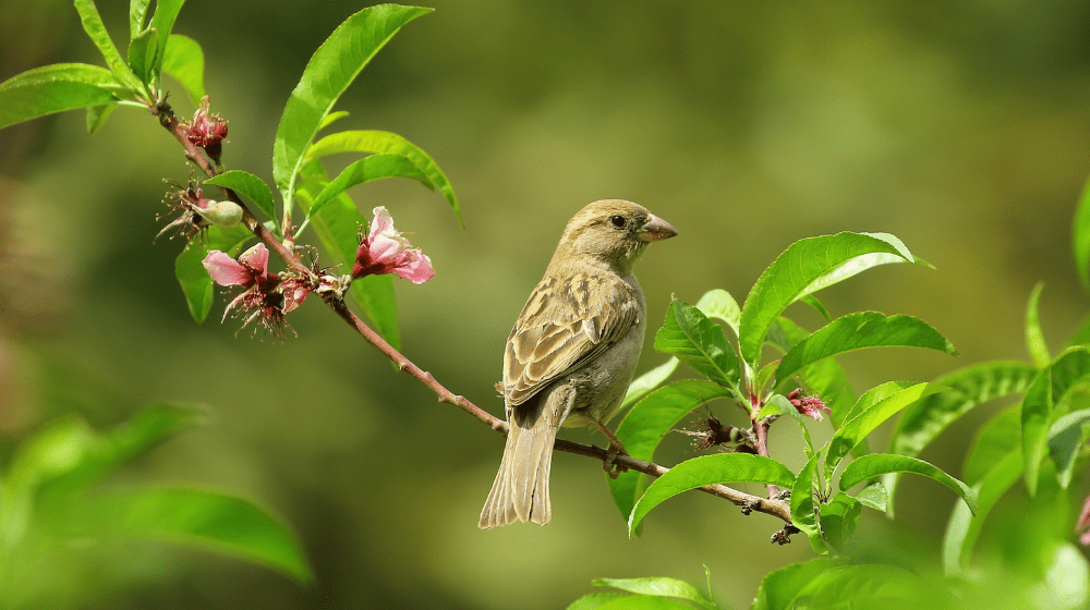 5 Ways To Create A Bird-Friendly Yard