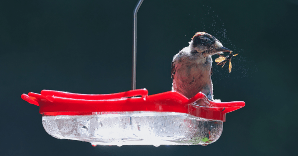 Water sources in bird-friendly yard 