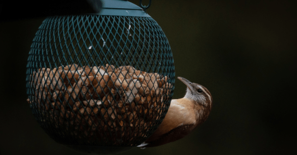 Bird feeders - Buying Nerd 