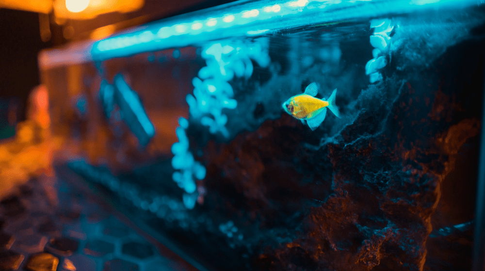 Aquarium Setup - 10 Essential Steps For Setting Up Your First Aquarium