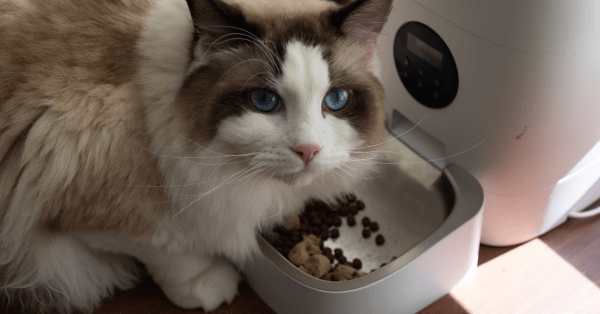 5 cat grooming tips for long-haired cats 