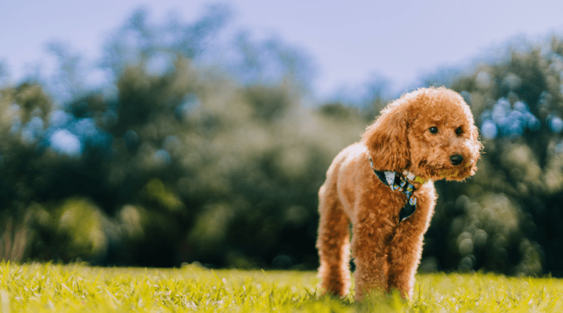 Toy Poodle Facts - 10 things you should know