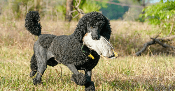 toy poodles as water retrievers 