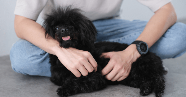 regular grooming for toy poodles 